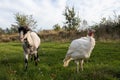 Rural countryside landscape whith broad breasted white domestic turkey graze on green grass in the meadow, goat in poultry yard on Royalty Free Stock Photo