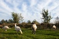 Rural countryside landscape whith broad breasted white domestic turkey graze on green grass in the meadow, goat in poultry yard on Royalty Free Stock Photo
