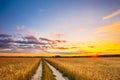 Rural Countryside Road Through Wheat Field Landscape. Yellow Barley Field In Summer Royalty Free Stock Photo