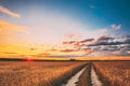 Rural Countryside Road Through Wheat Field Landscape. Yellow Barley Field In Summer. Harvest Season Royalty Free Stock Photo