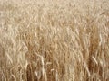 Rural Countryside Road Through Wheat Field. Yellow Barley Field In Summer. Agricultural Season, Harvest Time. Colorful Dramatic Royalty Free Stock Photo