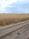 Rural Countryside Road Through Wheat Field. Yellow Barley Field In Summer. Agricultural Season, Harvest Time. Colorful Dramatic Royalty Free Stock Photo