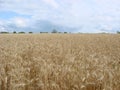 Rural Countryside Road Through Wheat Field. Yellow Barley Field In Summer. Agricultural Season, Harvest Time. Colorful Dramatic Royalty Free Stock Photo