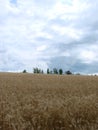 Rural Countryside Road Through Wheat Field. Yellow Barley Field In Summer. Agricultural Season, Harvest Time. Colorful Dramatic Royalty Free Stock Photo