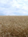 Rural Countryside Road Through Wheat Field. Yellow Barley Field In Summer. Agricultural Season, Harvest Time. Colorful Dramatic Royalty Free Stock Photo