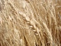 Rural Countryside Road Through Wheat Field. Yellow Barley Field In Summer. Agricultural Season, Harvest Time. Colorful Dramatic Royalty Free Stock Photo