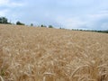 Rural Countryside Road Through Wheat Field. Yellow Barley Field In Summer. Agricultural Season, Harvest Time. Colorful Dramatic Royalty Free Stock Photo