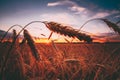 Rural Countryside Wheat Field At Sunset Sunrise Background. Colorful Dramatic Sky Royalty Free Stock Photo