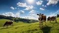 rural cows isolated