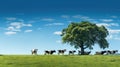 rural cows isolated