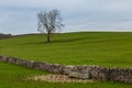 A rural Cumbrian scene with a stone wall and an animal water trough