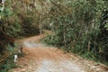 Rural curved road into the wild deep green wood, forest track mountain path way Royalty Free Stock Photo