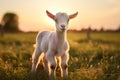 Rural cute landscape green farming grass baby sun summer animals goat domestic