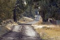 Rural Dirt Road In Afternoon Light Royalty Free Stock Photo