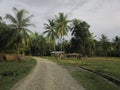 Rural dirt road in Este Timor