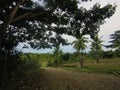 Rural dirt road in Este Timor