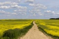 A rural dirt road in a field with plants Royalty Free Stock Photo