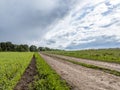 Rural dirt road, green wheat agriculture field