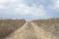 Rural dirt road leads through dry grassland against blue sky