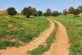 The rural dirt road passes fields Royalty Free Stock Photo