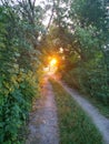 Rural dirt road among the trees in village of Ukraine Royalty Free Stock Photo