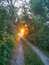 Rural dirt road among the trees in village of Ukraine Royalty Free Stock Photo