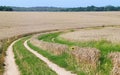 Rural dirt road in a wheat field. summer landscape Royalty Free Stock Photo