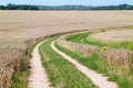 Rural dirt road in a wheat field Royalty Free Stock Photo