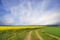 Rural dirt road with yellow canola fields Royalty Free Stock Photo