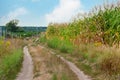 Rural country road near the edge of a corn field