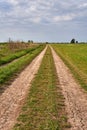 Rural dirty road through grassland