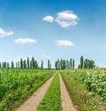Rural dirty road in green agriculture field in spring time and blue sky with clouds Royalty Free Stock Photo