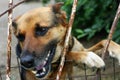 A rural dog, similar to a shepherd, near his house