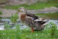 Rural duck on to the meadow