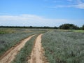 Rural dusty countryside road trough a fields with wild herbs and flowers Royalty Free Stock Photo