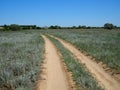 Rural dusty countryside road trough a fields with wild herbs and flowers Royalty Free Stock Photo