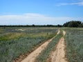 Rural dusty countryside road trough a fields with wild herbs and flowers Royalty Free Stock Photo