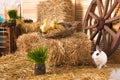 Rural easter decorating. Hay, wooden cart wheel, rabbit and ducklings. Studio interior