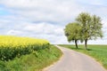 country road between a yellow field and spring trees