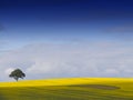 Rural English Landscape