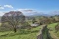 A rural English scene with a bare tree and a farmhouse on a sunny day.