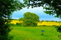 Spring green tree arch with yellow field view.