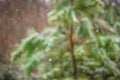 Rural evergreens covered in light snow Royalty Free Stock Photo