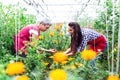 Rural family pick organically tomatoes in garden