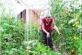 Rural family pick organically tomatoes in garden