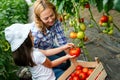 Rural family pick organically tomatoes in garden. Little girl helping her mother in the garden. Royalty Free Stock Photo