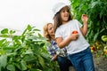 Rural family pick organically tomatoes in garden. Little girl helping her mother in the garden. Royalty Free Stock Photo