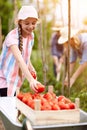 Rural family picking tomatoes