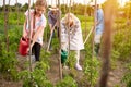 Rural family watering seedlings of tomatoes