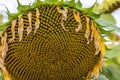 rural farm field with dry and ripe disk heads of common sunflower ready for harvest, and a late flower bloom in blue sky